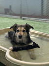 adoptable Dog in Chatsworth, CA named YOGI