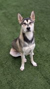 adoptable Dog in Chatsworth, CA named ALMA