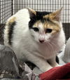 adoptable Cat in Chatsworth, CA named PIBBLE