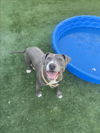 adoptable Dog in Chatsworth, CA named BONO