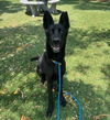 adoptable Dog in Chatsworth, CA named LALA