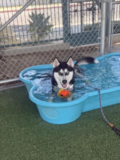 adoptable Dog in Chatsworth, CA named SHADOW
