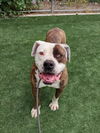 adoptable Dog in Chatsworth, CA named EDDIE