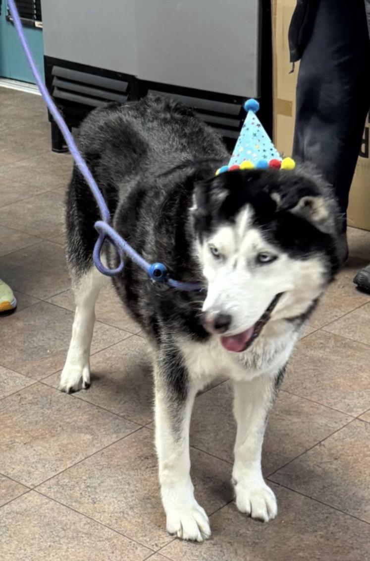 adoptable Dog in Chatsworth, CA named COCO