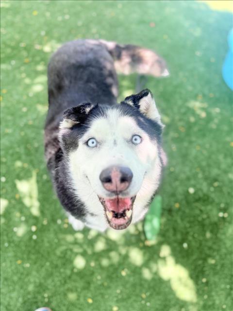 adoptable Dog in Chatsworth, CA named COCO
