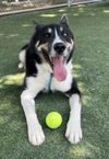 adoptable Dog in  named ARCANE