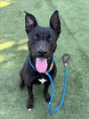 adoptable Dog in  named EDISON