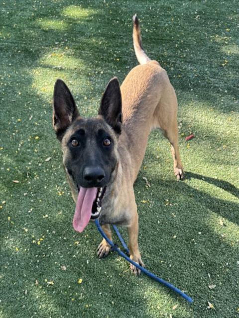 adoptable Dog in Chatsworth, CA named ARIANA G.