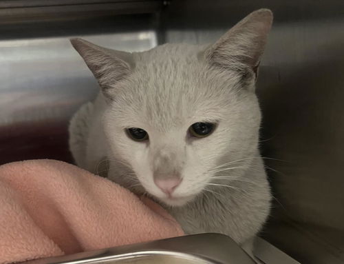 picture of the cat needing adoption