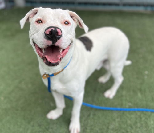 picture of the dog needing adoption