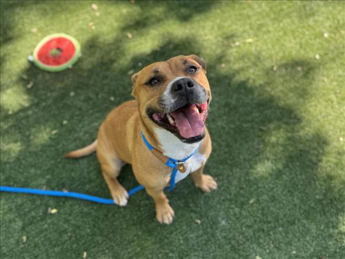 picture of the dog needing adoption