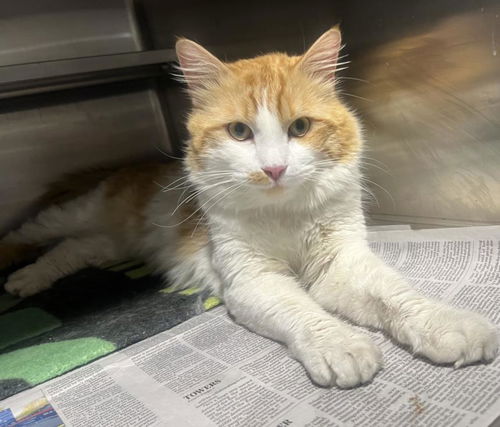 picture of the cat needing adoption