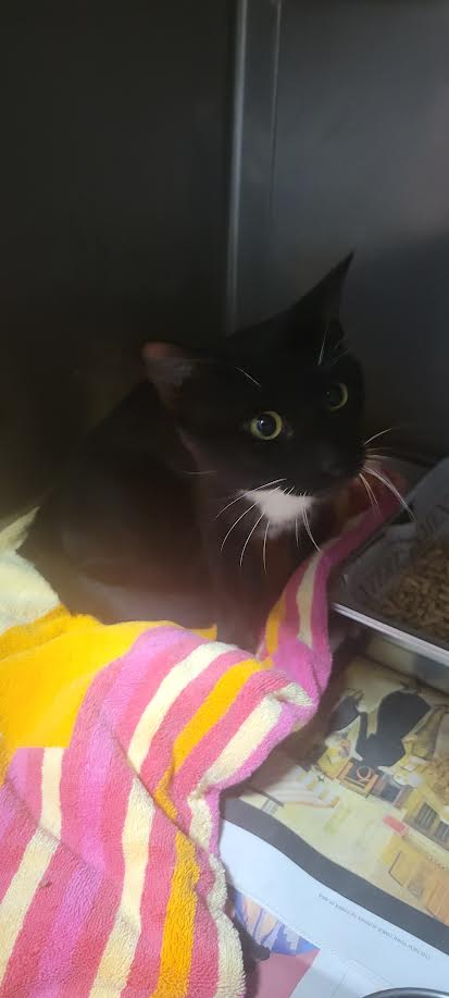 picture of the cat needing adoption