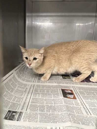 picture of the cat needing adoption
