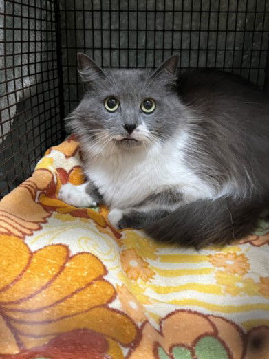 picture of the cat needing adoption