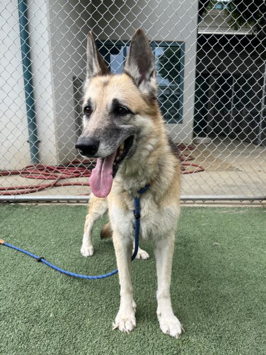 adoptable Dog in Chatsworth, CA named CHLOE