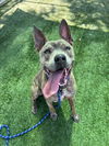 adoptable Dog in  named WYLIE