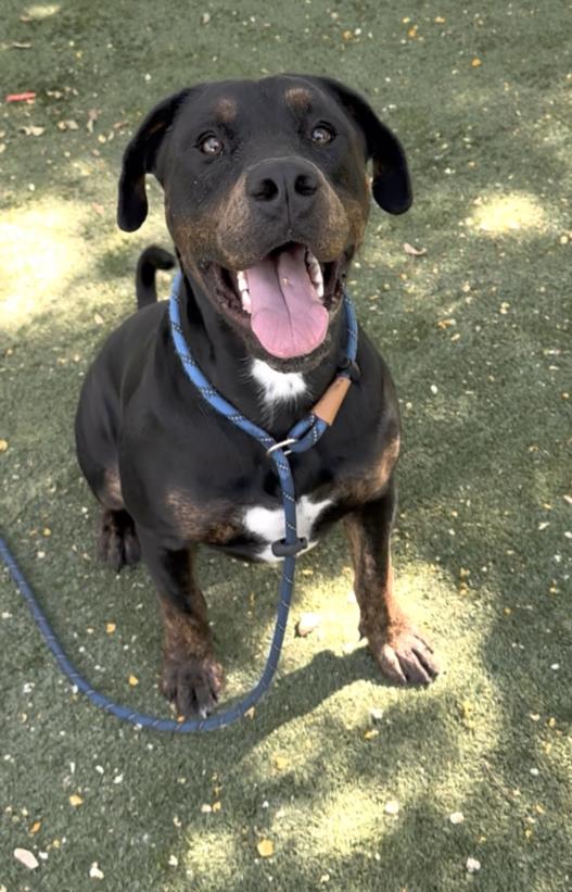adoptable Dog in Chatsworth, CA named HARVEY