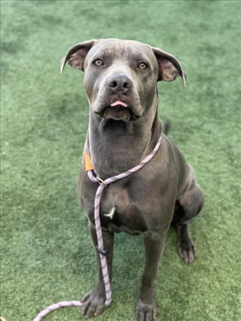 adoptable Dog in Chatsworth, CA named BIANCA