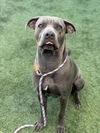 adoptable Dog in  named BIANCA