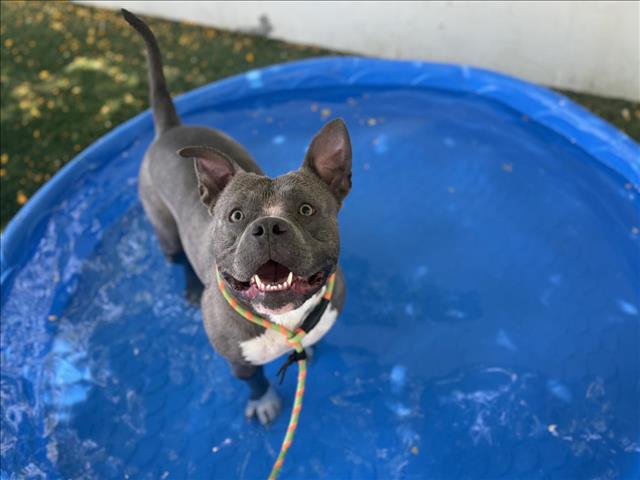 adoptable Dog in Chatsworth, CA named SOPHIA