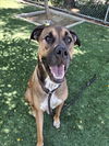 adoptable Dog in  named MOXIE