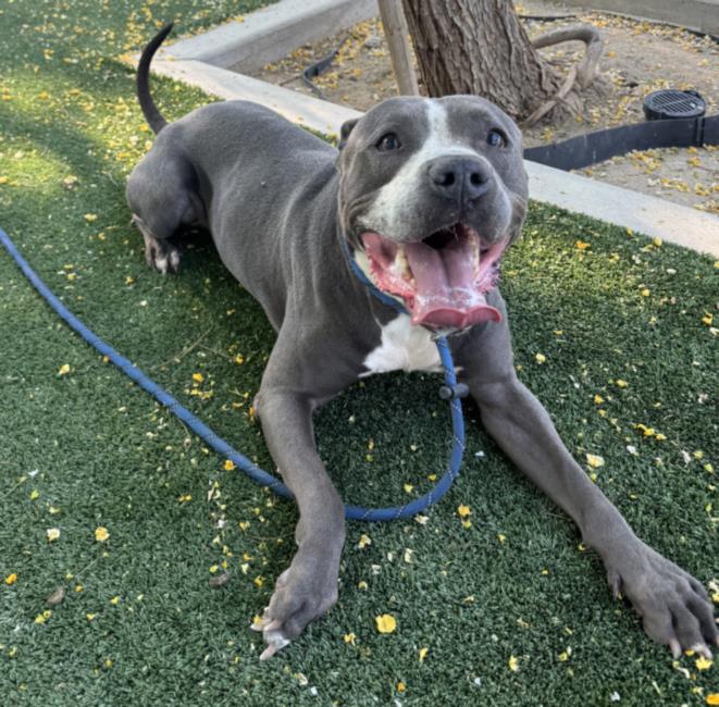 adoptable Dog in Chatsworth, CA named BRUTUS