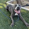adoptable Dog in  named BRUTUS