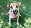 adoptable Dog in  named SILMA