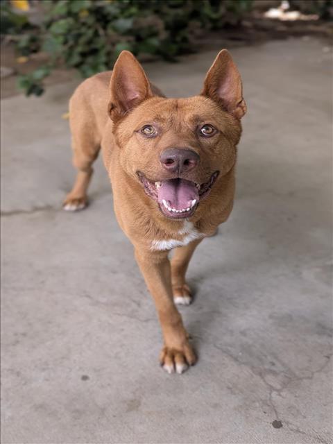 adoptable Dog in Chatsworth, CA named ROJO