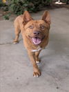 adoptable Dog in  named ROJO