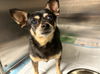adoptable Dog in  named NIKO