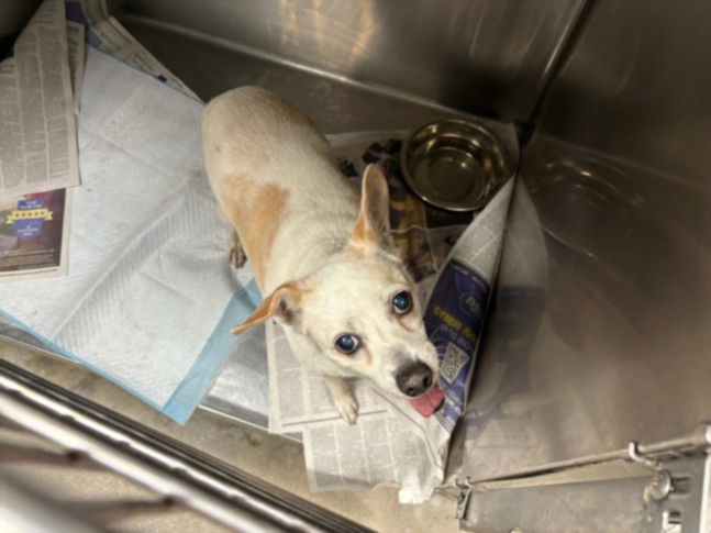 adoptable Dog in Chatsworth, CA named BROOKIE