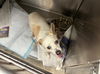 adoptable Dog in  named BROOKIE