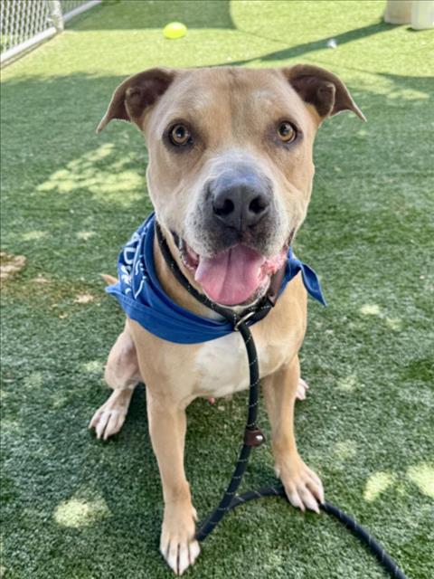 adoptable Dog in Chatsworth, CA named CLAY