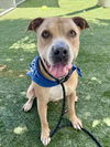 adoptable Dog in  named CLAY
