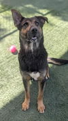 adoptable Dog in  named AJAX