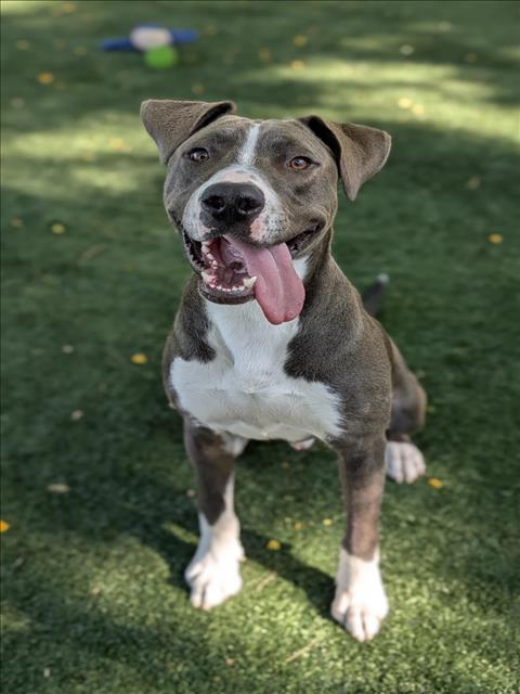 adoptable Dog in Chatsworth, CA named ELI