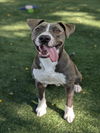 adoptable Dog in  named ELI