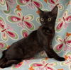 adoptable Cat in  named COMETA