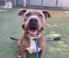 adoptable Dog in  named ZEUS