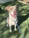 adoptable Dog in  named DANNY