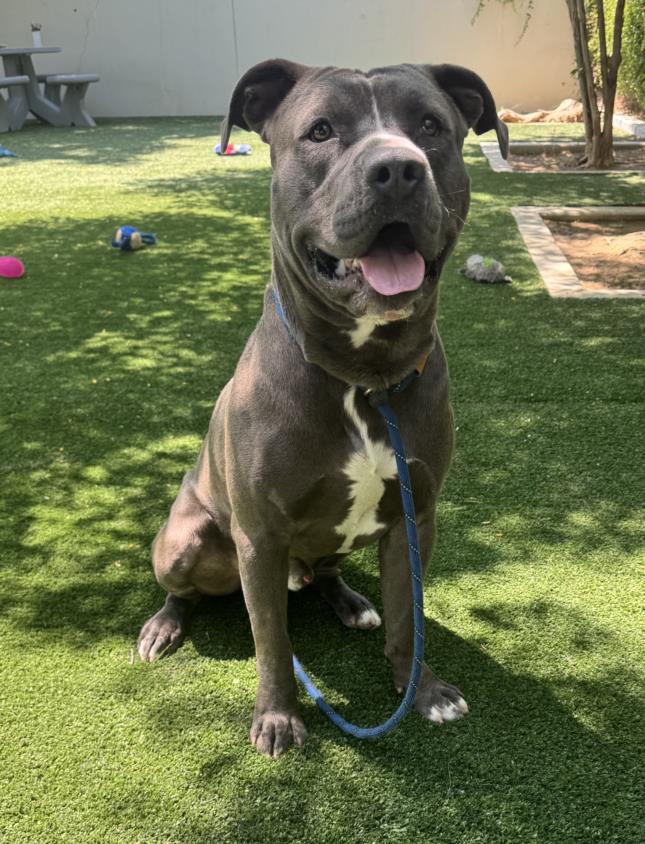 adoptable Dog in Chatsworth, CA named NED