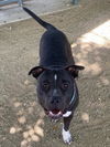 adoptable Dog in  named SOCKS