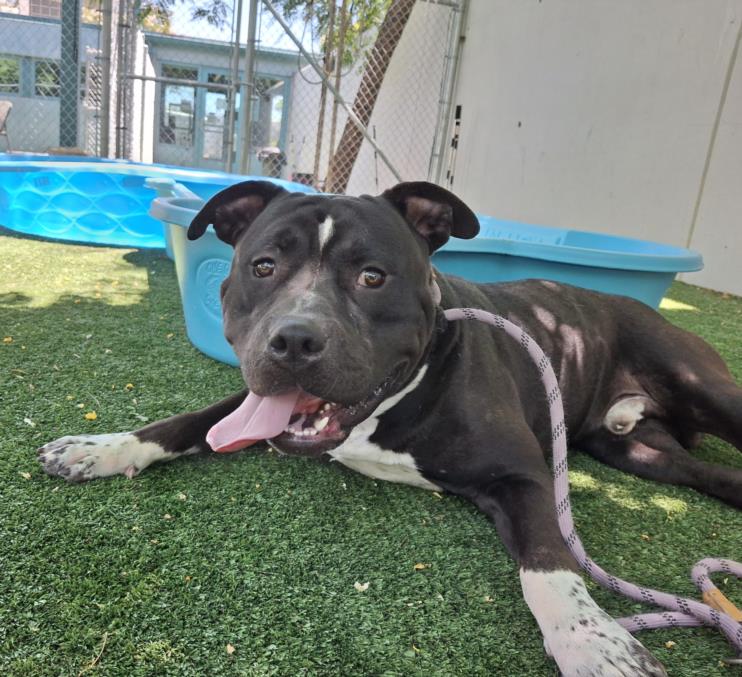 adoptable Dog in Chatsworth, CA named SOCKS