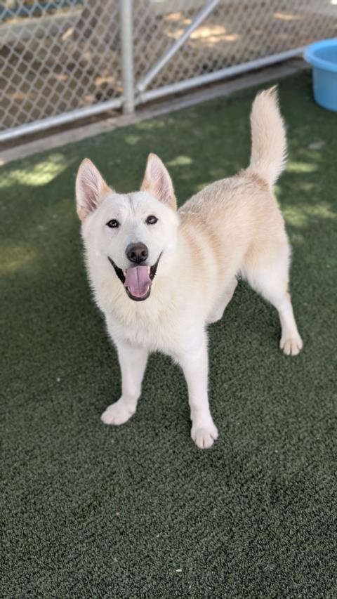 adoptable Dog in Chatsworth, CA named BIG BOY