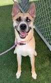 adoptable Dog in  named PIERE