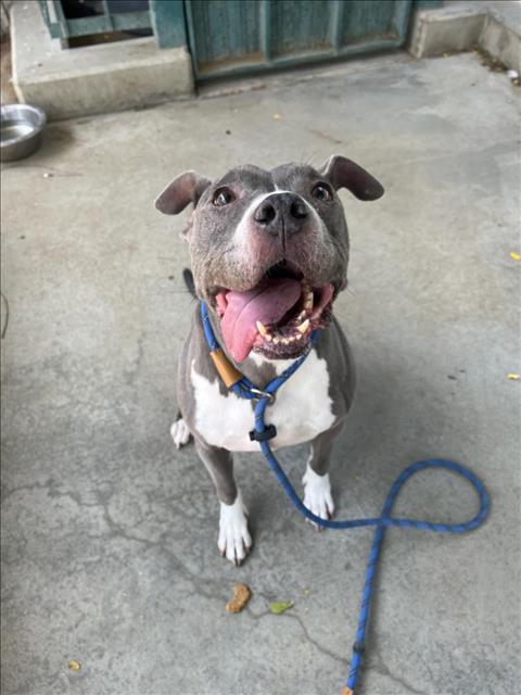 adoptable Dog in Chatsworth, CA named LAYLA