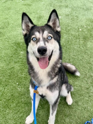 SHIMMER - Siberian Husky available for adoption