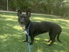 adoptable Dog in  named KIARA